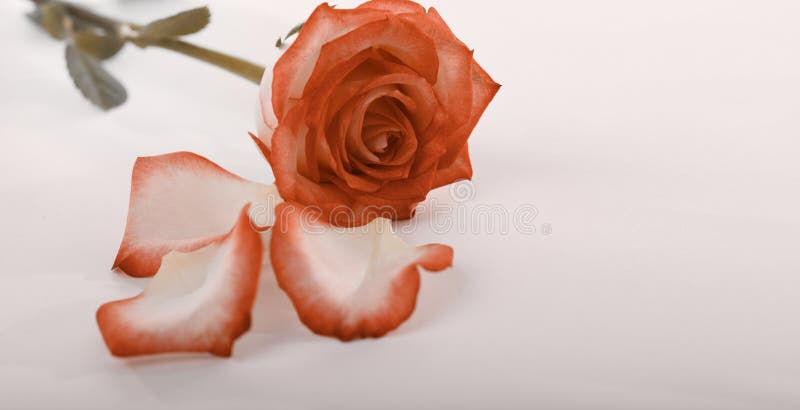 Soft focus red brown rose flower bouquet and petas. Horizontal copy space beige pink background