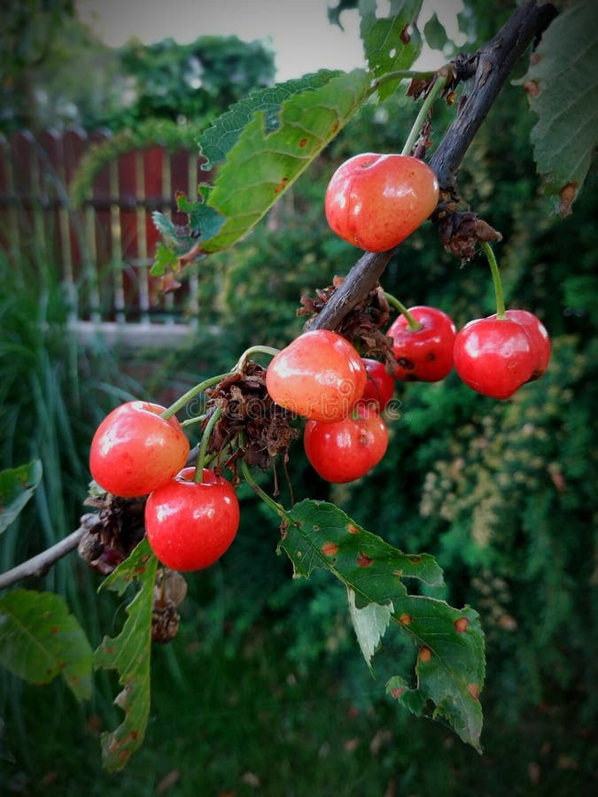 Soft Focus of Red Cherry Fruits on a Tree Stock Photo Image of nature