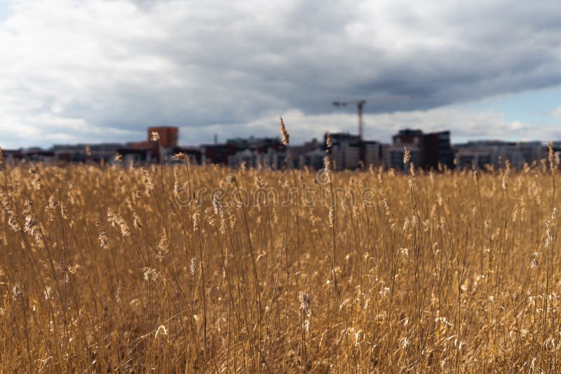 Soft Focus of Tall Brown Grass in the Field with a Blurry City Skyline