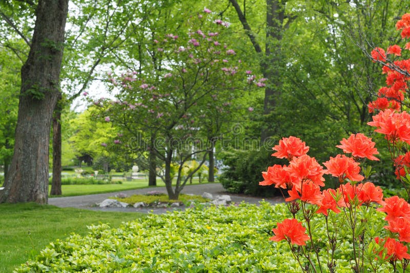 Soft Focus of Vibrant Orange Flowers at a Park in Halifax, Canada Stock