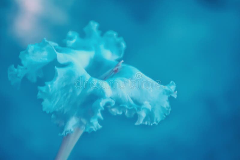 Soft Focus White Flower Blooming with Blue Filter Effect Stock Image
