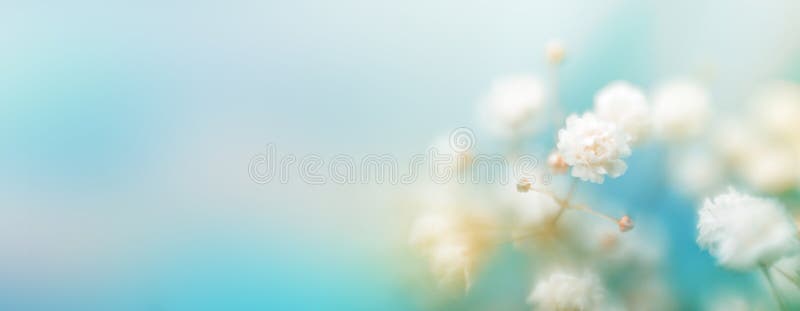 Soft Focus White Flower Blur Background Stock Image - Image of soft,  blossom: 233797569