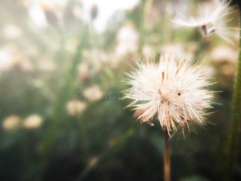 Soft focus of white grass flowers. Vintage color tone natural light. royalty free stock photos Soft focus of white grass flowers. Vintage color tone natural light. royalty free stock photos