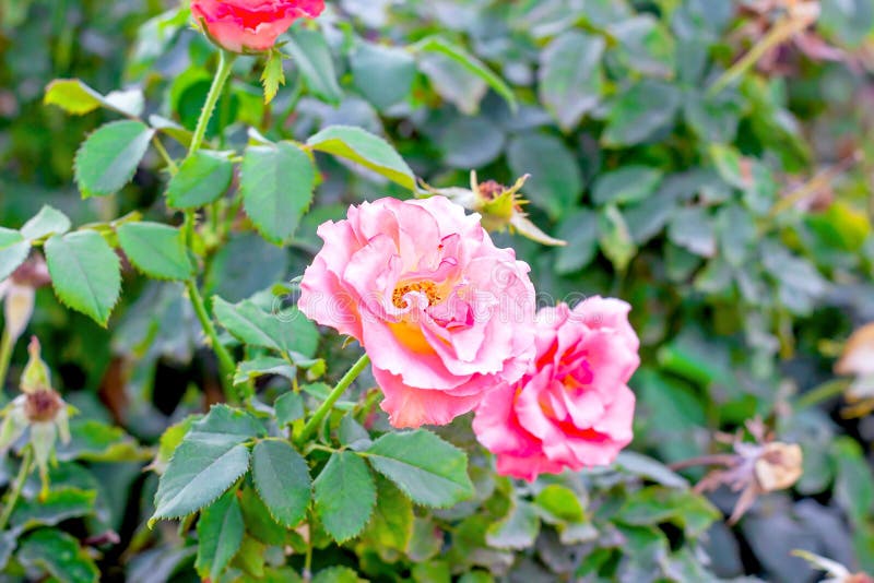 Soft fresh light pink rose on bright green leaves background in the garden in spring on a sunny day. stock photography Soft fresh light pink rose on bright green leaves background in the garden in spring on a sunny day. stock photography