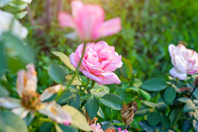 Soft fresh light pink rose on bright green leaves background in the garden in spring on a sunny day. stock photos Soft fresh light pink rose on bright green leaves background in the garden in spring on a sunny day. stock photos