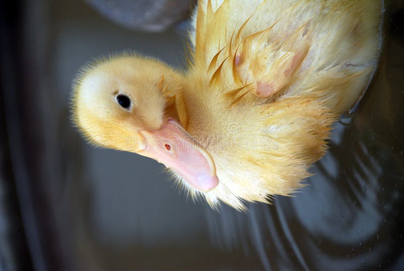 Soft and Fuzzy Yellow Duckling