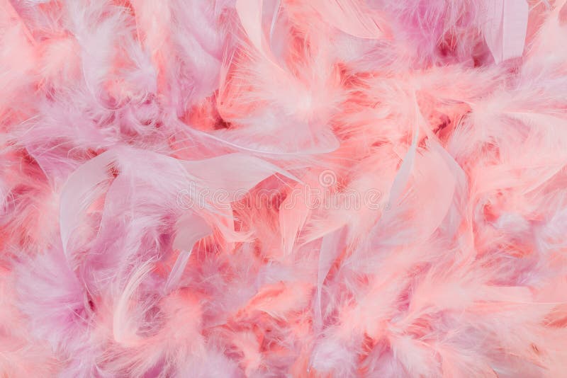 2,200+ Boa Feathers Stock Photos, Pictures & Royalty-Free Images - iStock