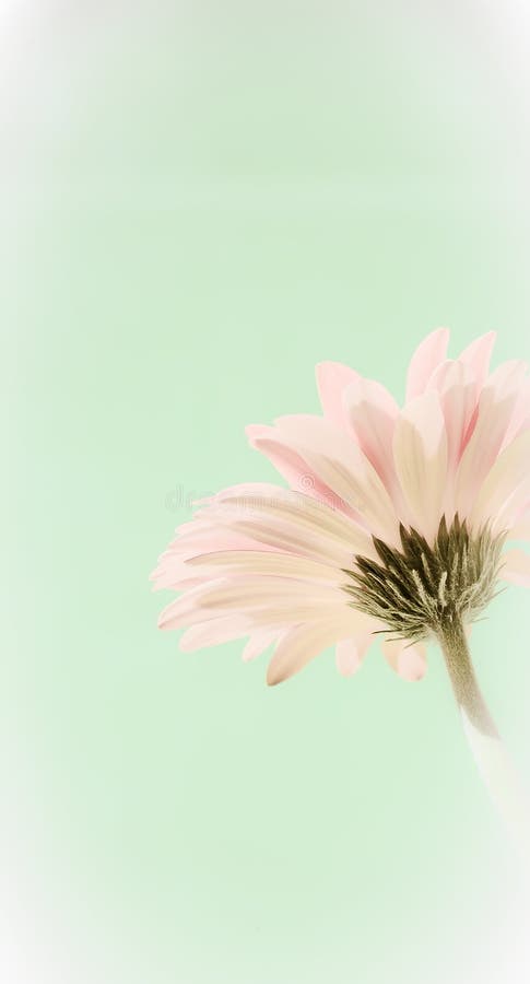 Soft Gerber Daisy