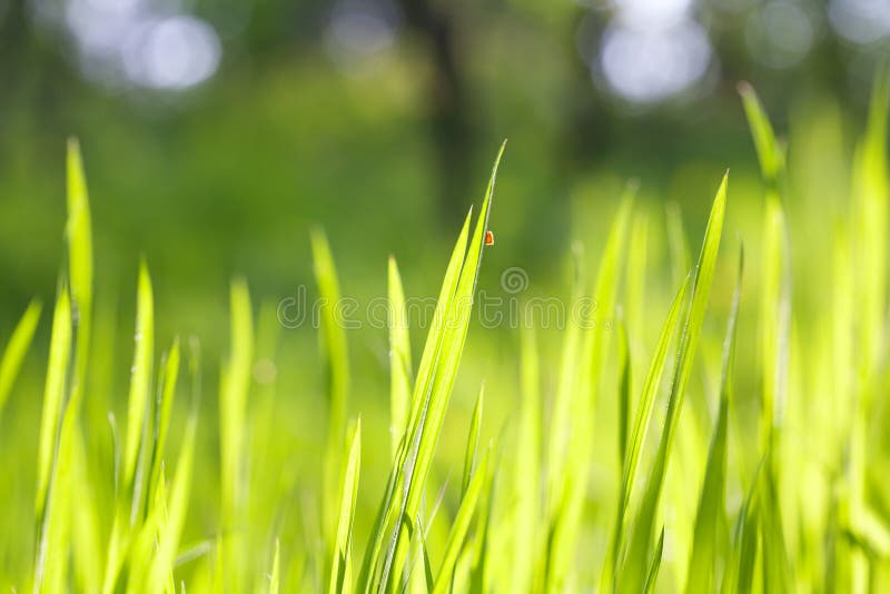 Soft green background stock photo. Image of idyllic, soft - 24050920