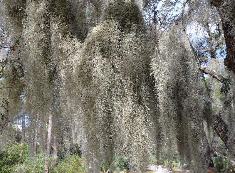 Soft Green and Grey Moss Hanging from a Tree Stock Photo - Image of ...