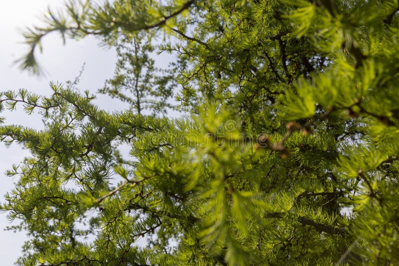 Soft green needles on larch in spring, close-up royalty free stock photo