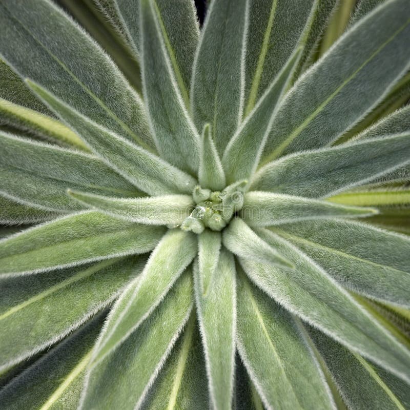 Soft-leaf cactus