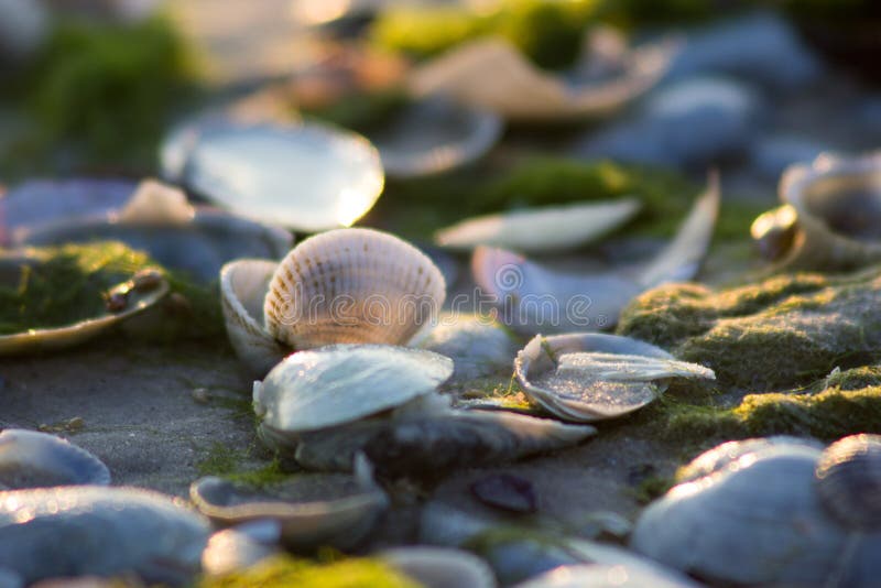 Soft light on the sea coast penetrates shells royalty free stock photos Soft light on the sea coast penetrates shells royalty free stock photos