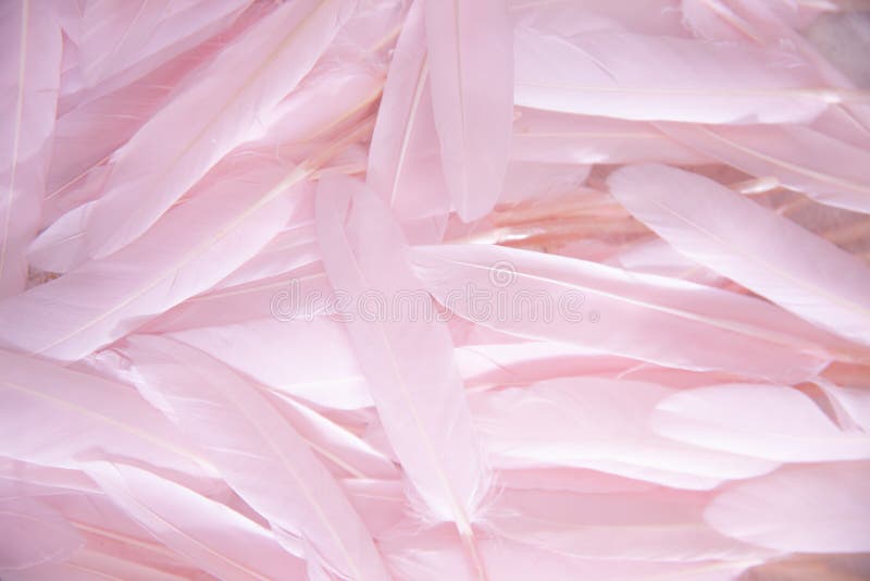 Soft out of focus light pink feathers background stock photography