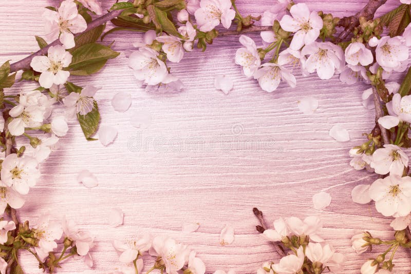 Soft Pastel Color, Beautiful Cherry Blossom on Wooden Background Stock ...