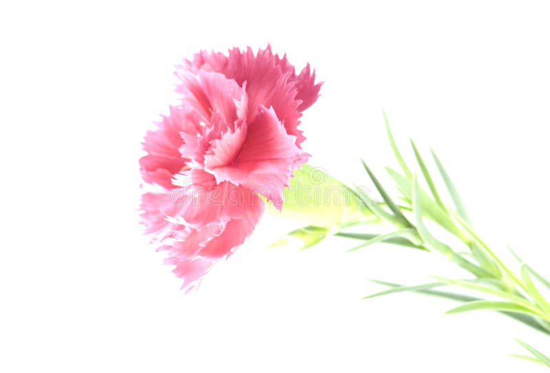 Soft pink carnation flower stock photo. Image of carnation 7980740