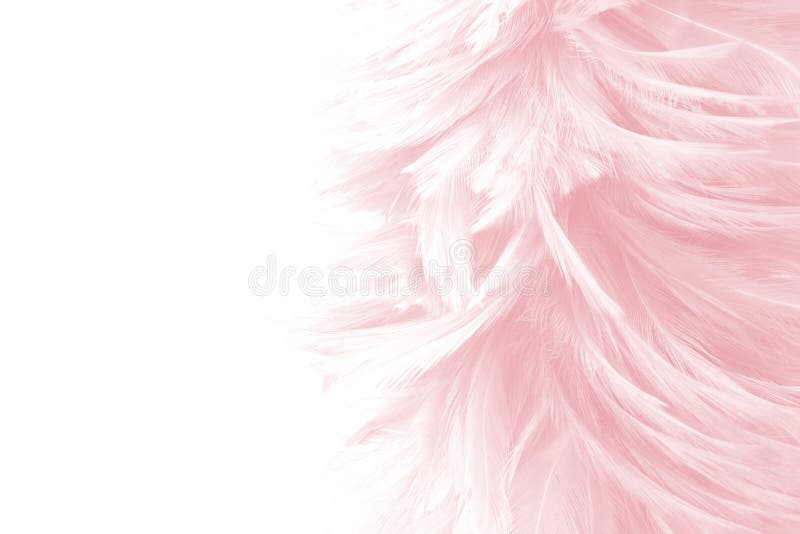 Soft Pink Feathers Texture Background. Stock Photo, Picture and