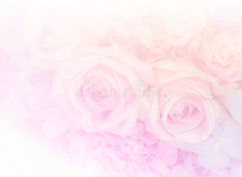 Bouquet pink rose flowers in soft color background. Bouquet pink rose flowers in soft color background
