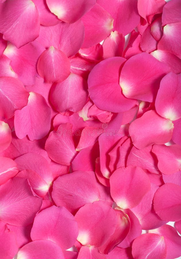 108,796 Roses Petals Stock Photos - Free & Royalty-Free Stock Photos from  Dreamstime