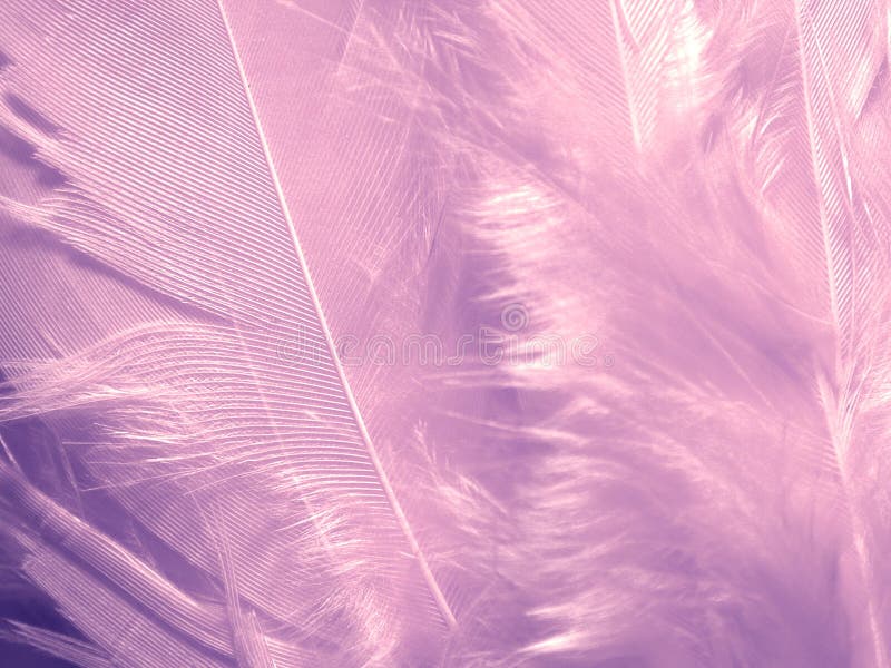Soft Purple Feathers Texture royalty free stock photo Soft Purple Feathers Texture royalty free stock photo