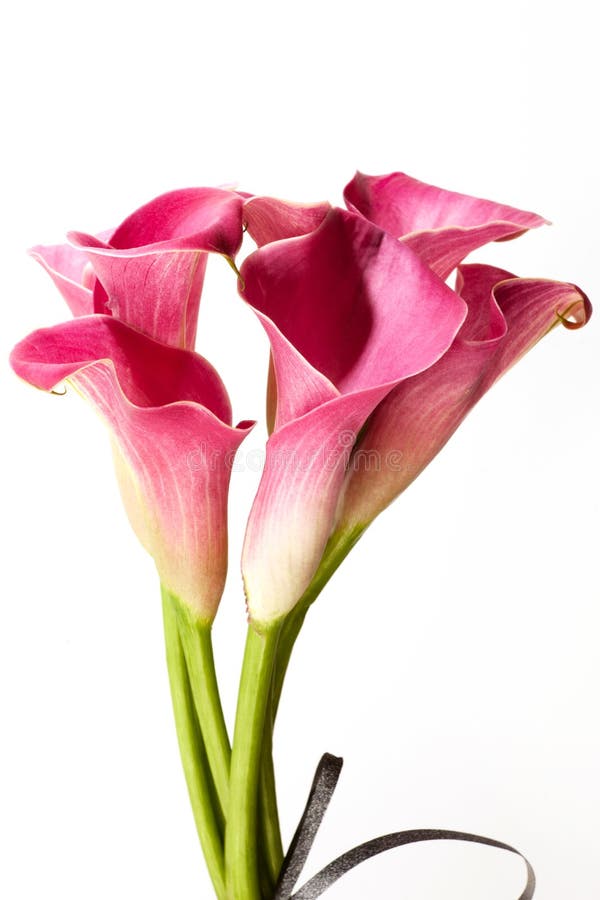 Soft red calla flowers isolated on white background.