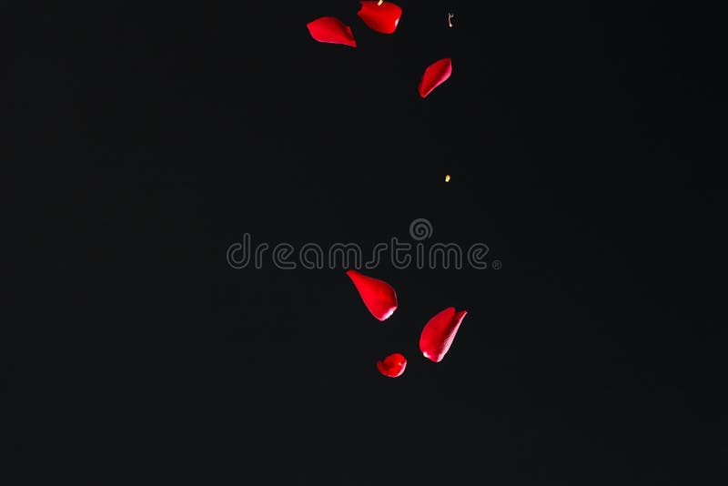 Rose Petals Falling On Black Images – Browse 4,947 Stock Photos, Vectors,  and Video