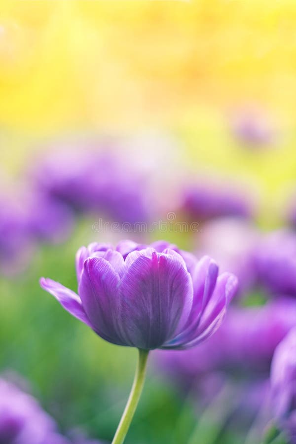 Soft violet tulip flower on a blurred yellow background