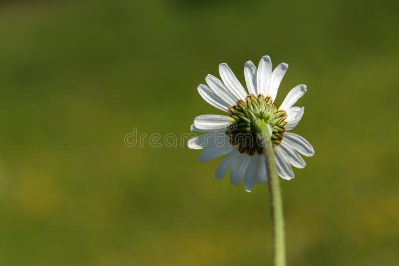 Soft White Daisies Bloom in Summer Field Stock Photo Image of garden