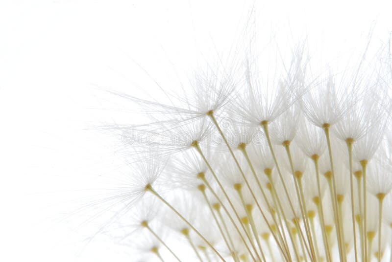 Soft white dandelion seeds