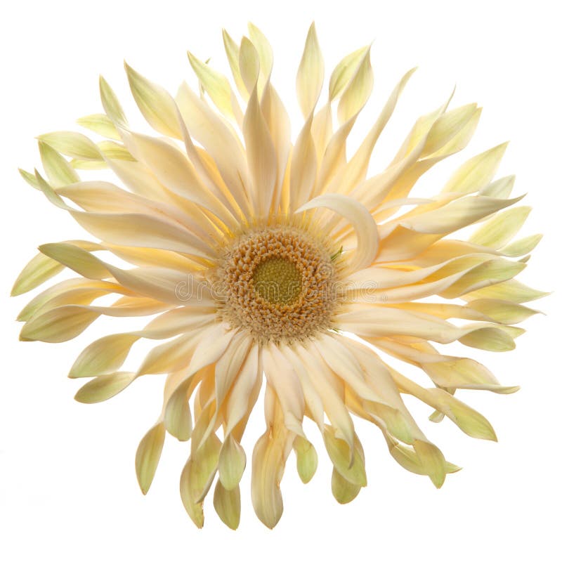 Soft yellow dahlia flowers isolated on white background.