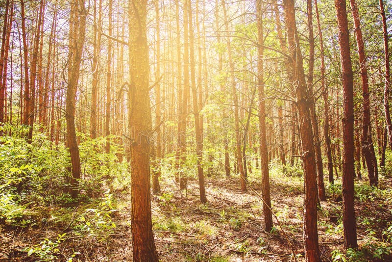 Lovely Foret Stock Photos Free & RoyaltyFree Stock Photos from