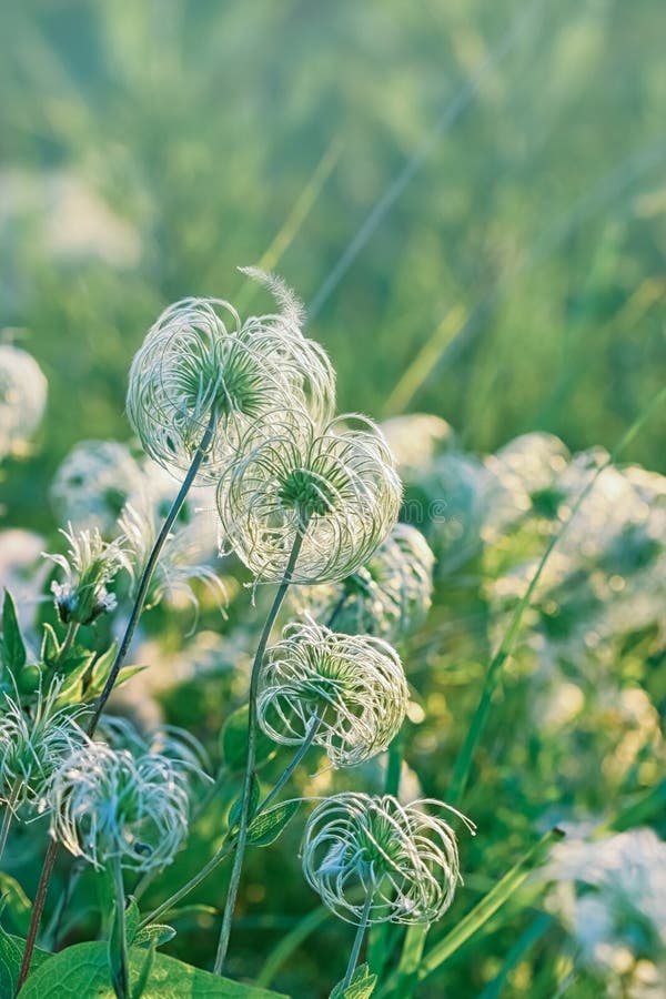 Softness Flowers Fluffy Flowers Stock Photo Image of flower