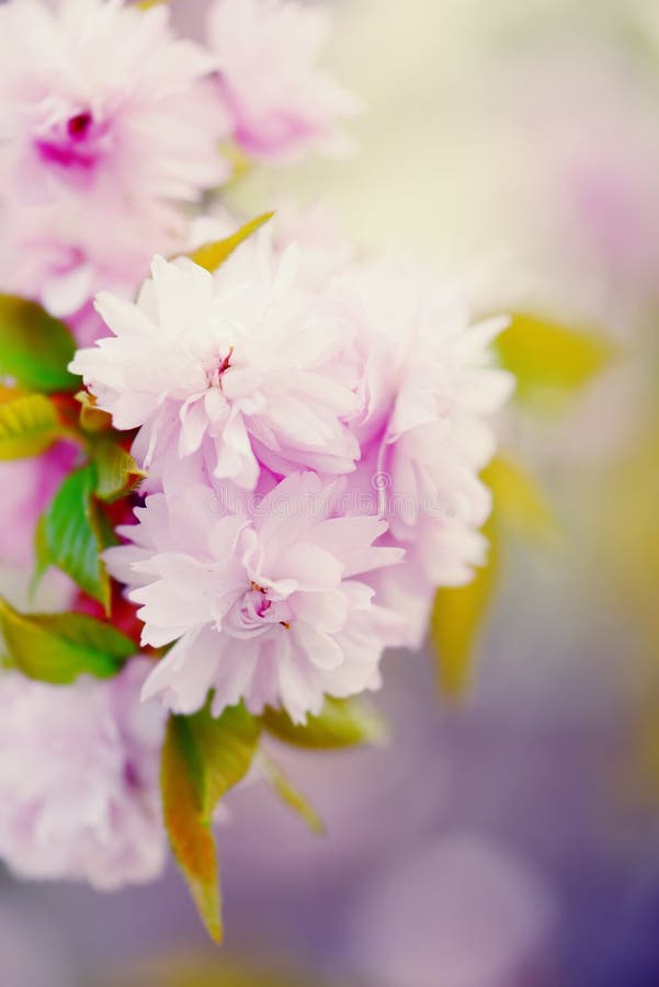 Softness of a pink cherry blossom stock images Softness of a pink cherry blossom stock images