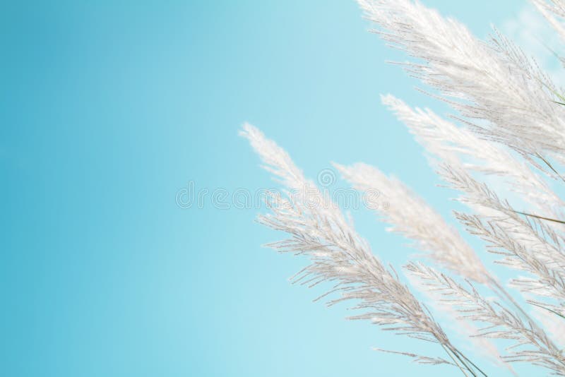 Softness white Feather Grass with retro sky blue background and space royalty free stock image Softness white Feather Grass with retro sky blue background and space royalty free stock image