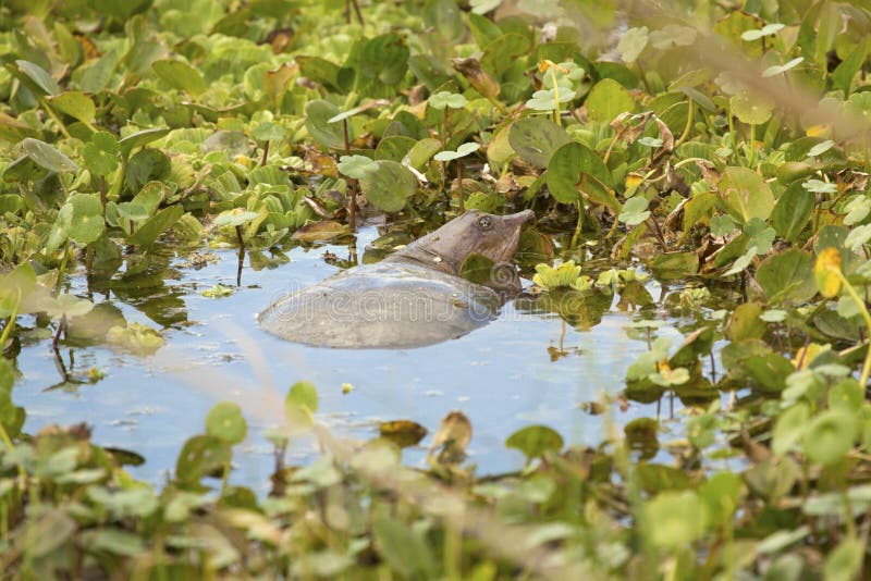 Softshell turtle in a swamp at Orlando Wetlands Park stock images Softshell turtle in a swamp at Orlando Wetlands Park stock images