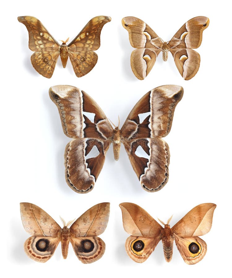 Saturniidae, silk moths on the white background. Saturniidae, silk moths on the white background