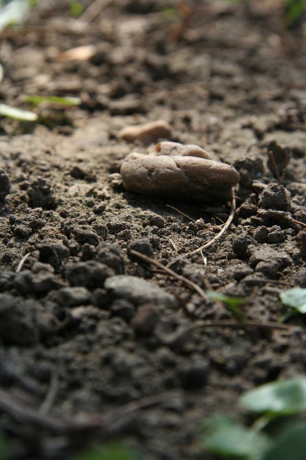 Soil