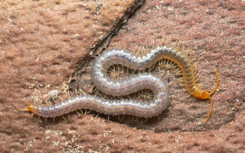 Soil centipede, Geophilus carpophagus on pine bark