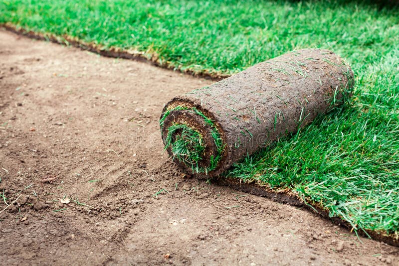 Soil Coating with Rolls of a Lawn Stock Photo Image of dirt, greenery 208081482