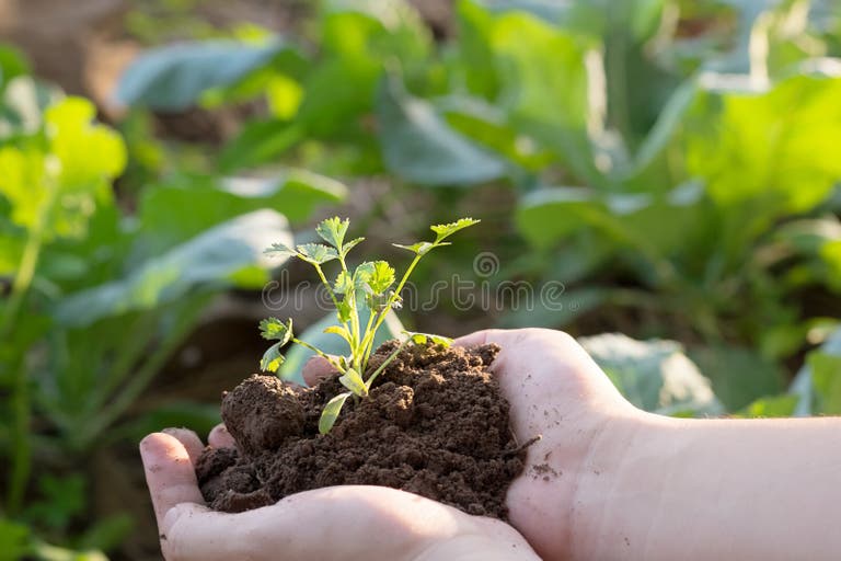 234 814 Soil Ground Background Stock Photos Free Royalty Free Stock Photos from Dreamstime 234 814 Soil Ground Background Stock Photos Free Royalty Free Stock Photos from Dreamstime