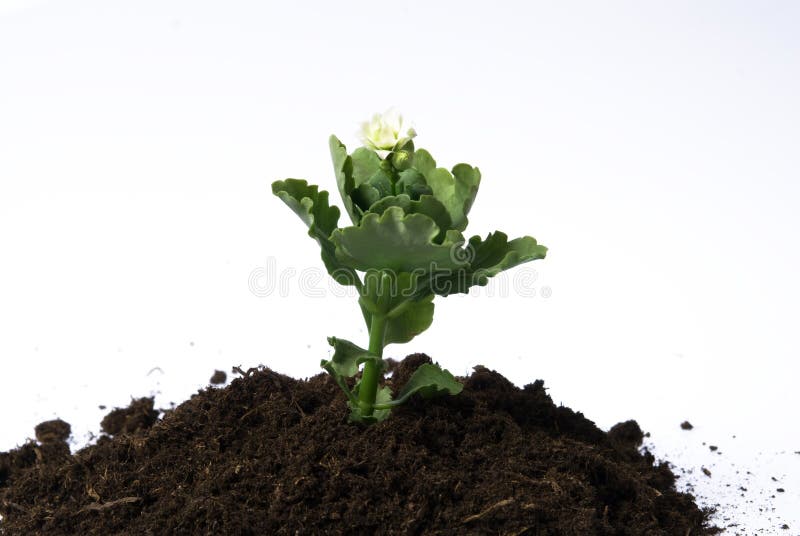 Soil and flower stock photo. Image of macro, single, beginnigs 18111766