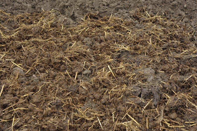 Soil With Horse Manure Covering Stock Photo Image Of Fertiliser