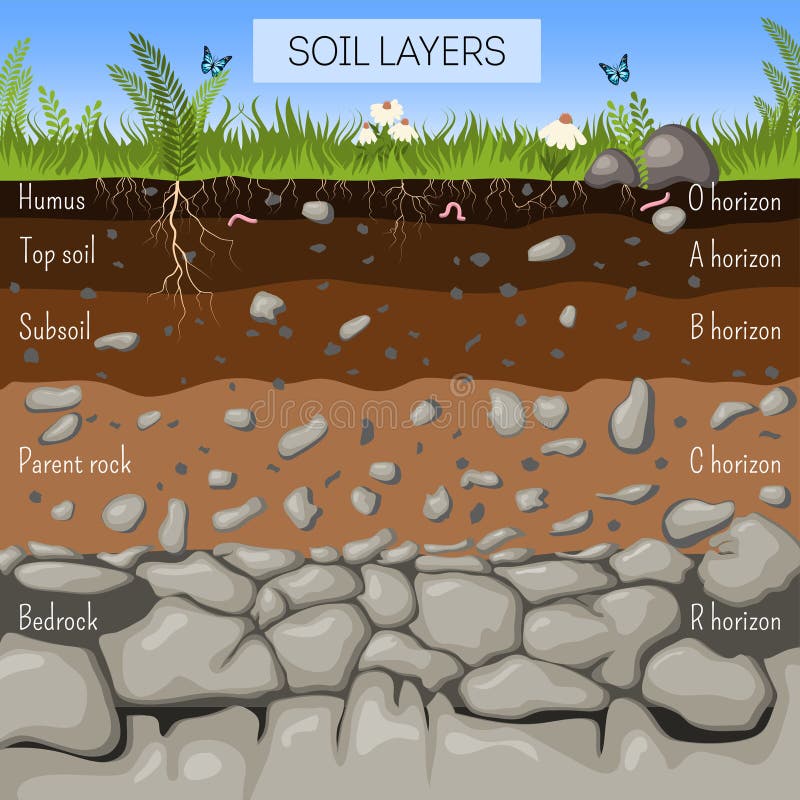 Soil layers diagram with grass, earth texture, stones, plant roots, underground species