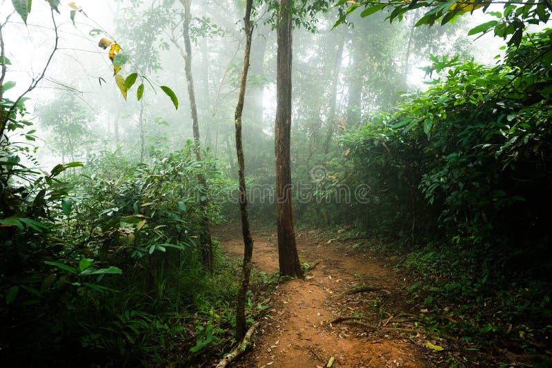 Soil path and fog in forest stock photo Soil path and fog in forest stock photo