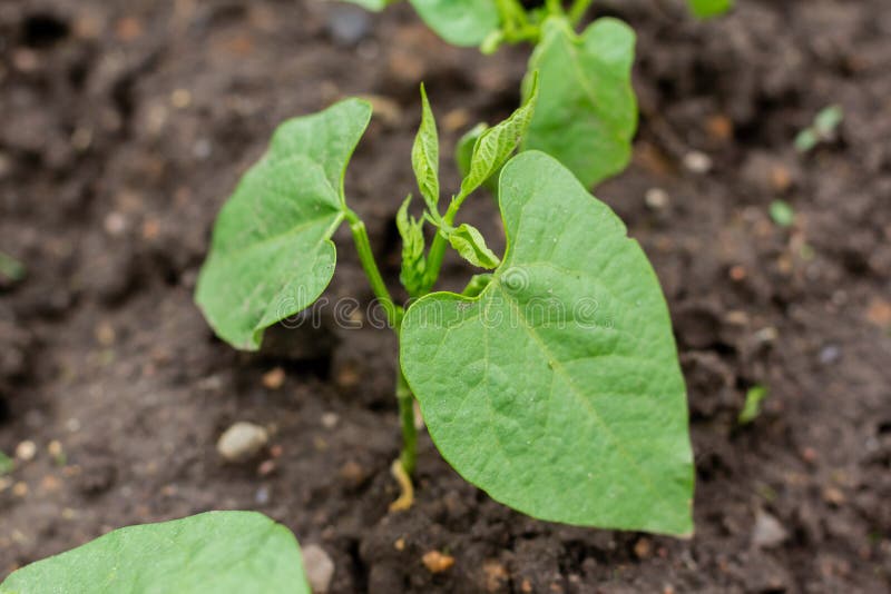 The Soil with a Small Bean Sprouts. Organic Food Stock Photo Image of
