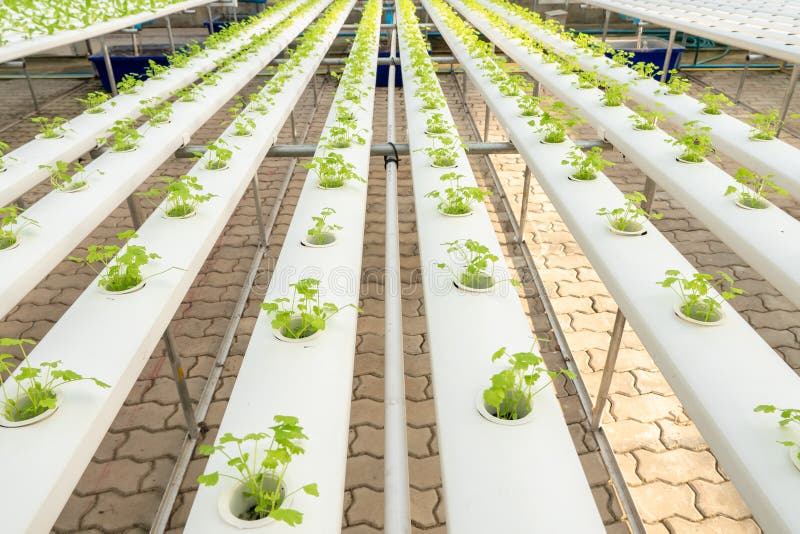 Aquaponics soilless farming A.P. MollerMaersk AMKBY Outpaces Stock Market Gains: What You Should Know