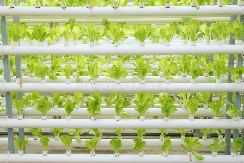 Soilless vegetable культивирование стоковая фотография rf Soilless vegetable культивирование стоковая фотография rf