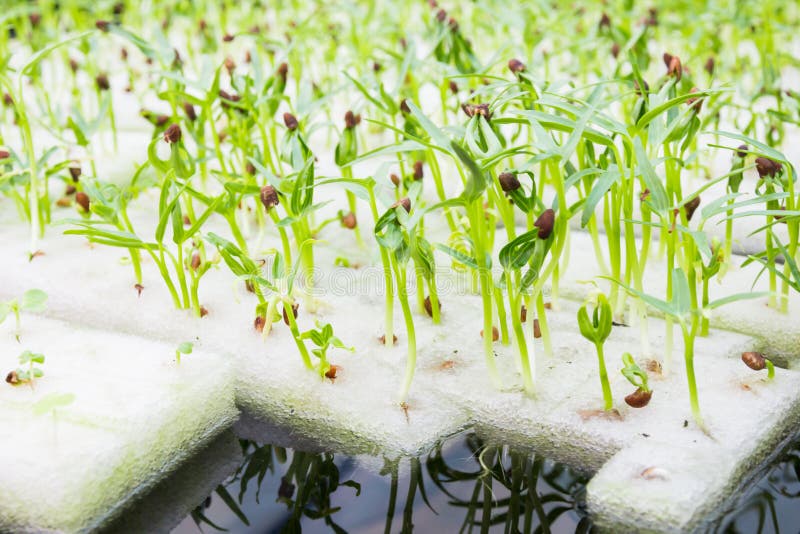 Soilless культура или hydroponic стоковое фото rf Soilless культура или hydroponic стоковое фото rf