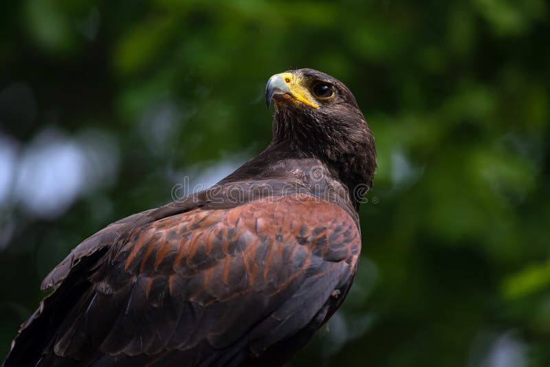 Sokoła wędrownego brązu jastrząbek patrzeje zdobycza Zamyka w górę saker jastrząbka odizolowywającego na zielonym tle outdoors zdjęcia royalty free Sokoła wędrownego brązu jastrząbek patrzeje zdobycza Zamyka w górę saker jastrząbka odizolowywającego na zielonym tle outdoors zdjęcia royalty free