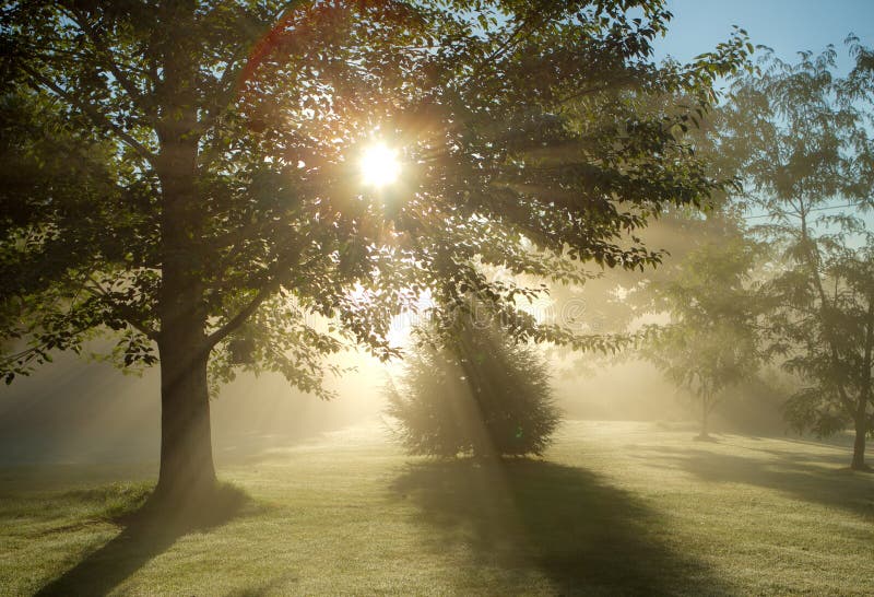 Sunlight coming through the trees on a foggy summer morning. Sunlight coming through the trees on a foggy summer morning